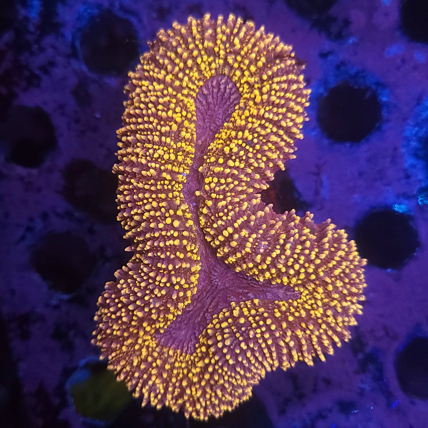 Pink and Orange Lobo Nice Colors