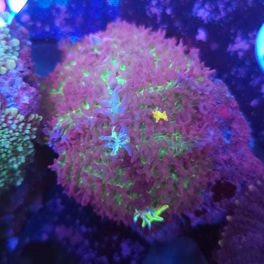 Mystic Carpet Bounce Mushroom Double (Video in pics)