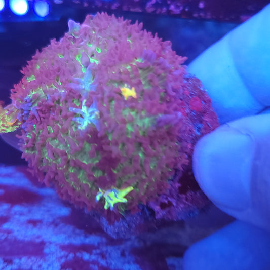 Mystic Carpet Bounce Mushroom Double (Video in pics)