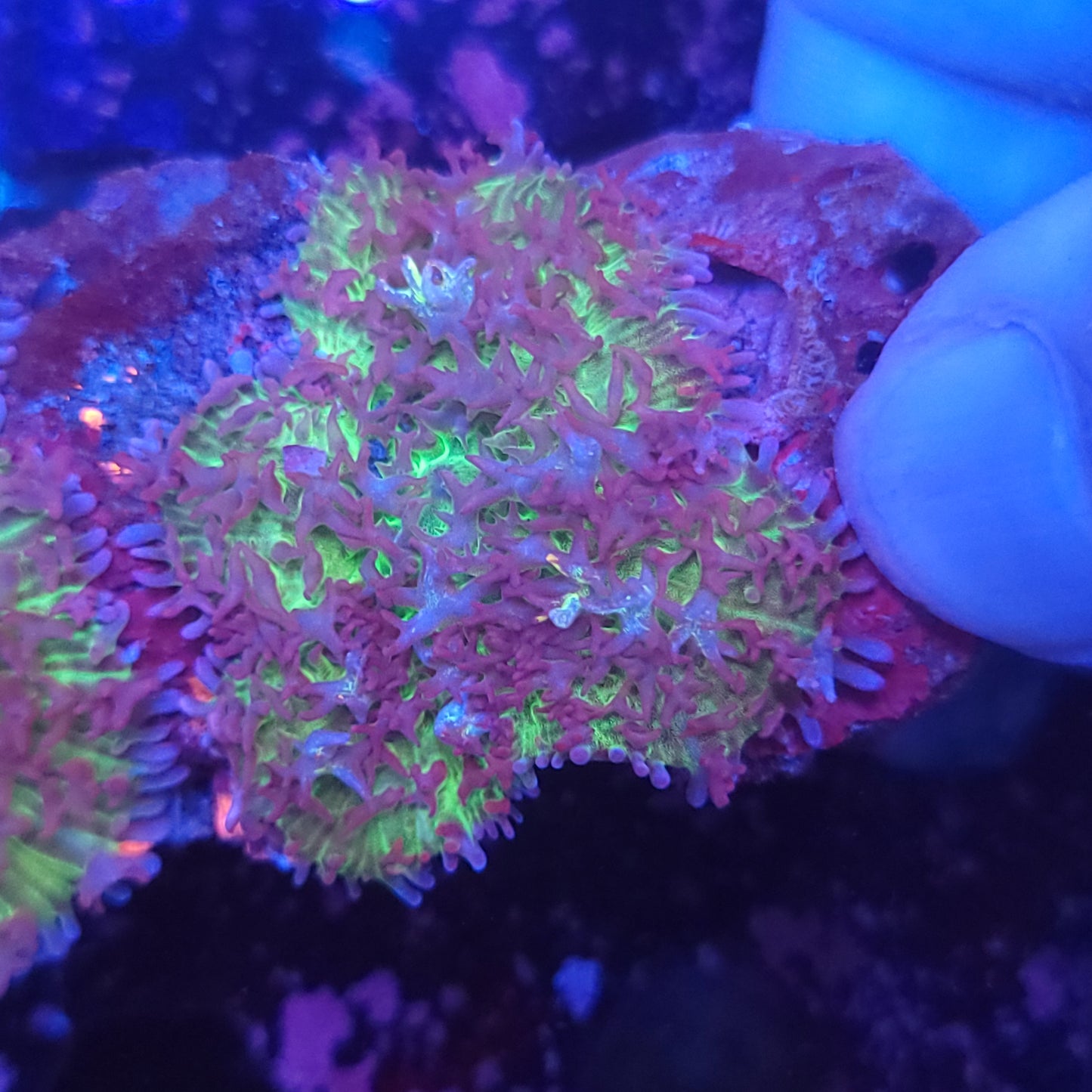 Mystic Carpet Bounce Mushroom Double (Video in pics)