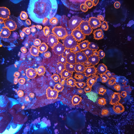 Fire and Ice Zoa Colony (Video in pics)