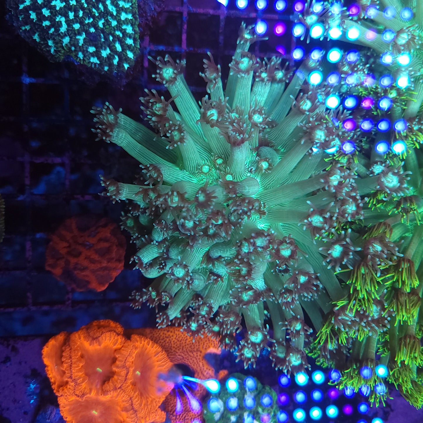 Large Bright Green Goniopora Colony