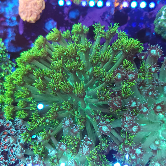 Bright Green XL Goniopora COlony