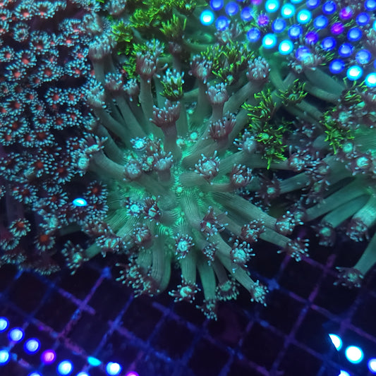 Large Teal Gonipora Colony