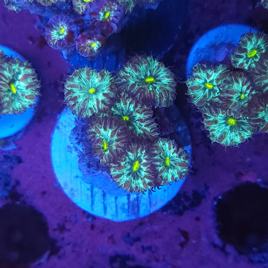 Yellow Mouth Blasto Merletti