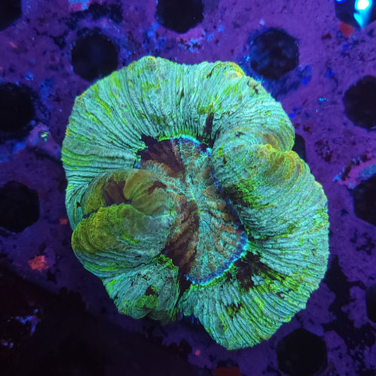 Ultra Trachy (Video in pics)