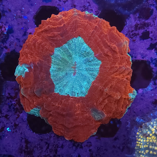 Red and Teal Acantho (Video in pics)