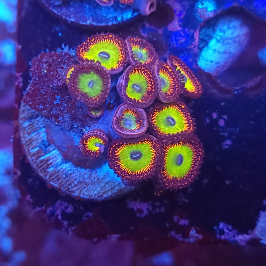 Candy Apple Zoas