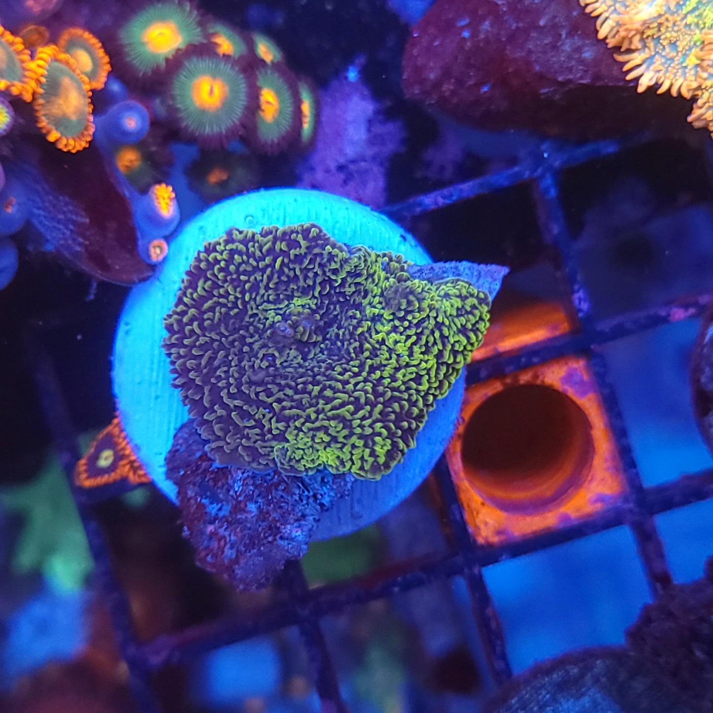 Gold Elephant Ear Mushroom