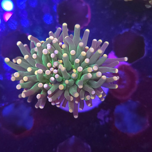 Pink Tip Torch (Video in pics)