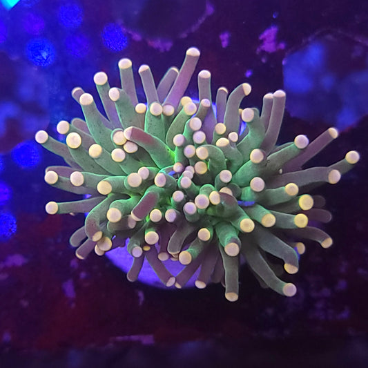 Pink Tip Torch (Video in pics)