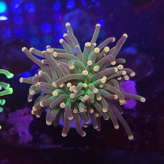 Pink Tip Torch (Video in pics)