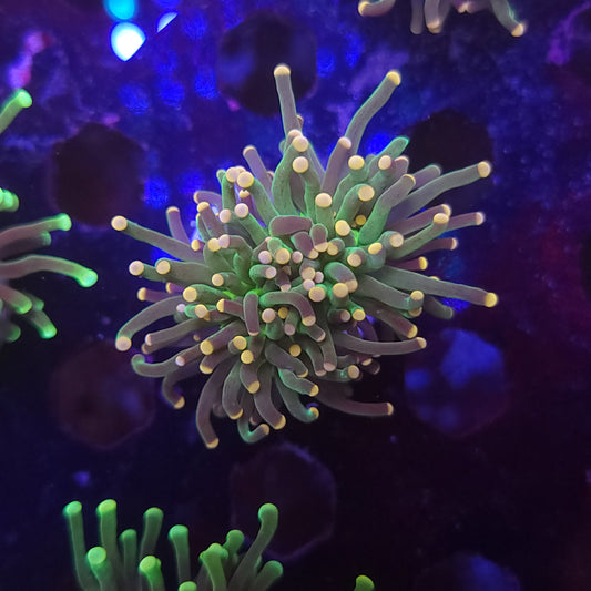 Pink Tip Torch (Video in pics)