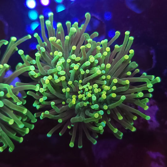 Yellow Tip Torch Splitting (Video in pics)