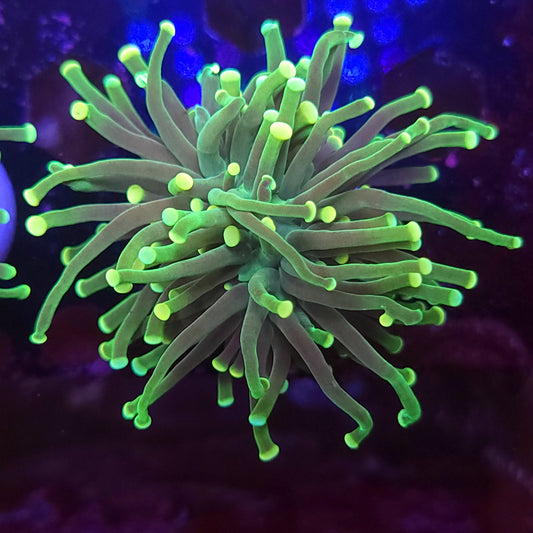 Yellow Tip Torch (Video in pics)