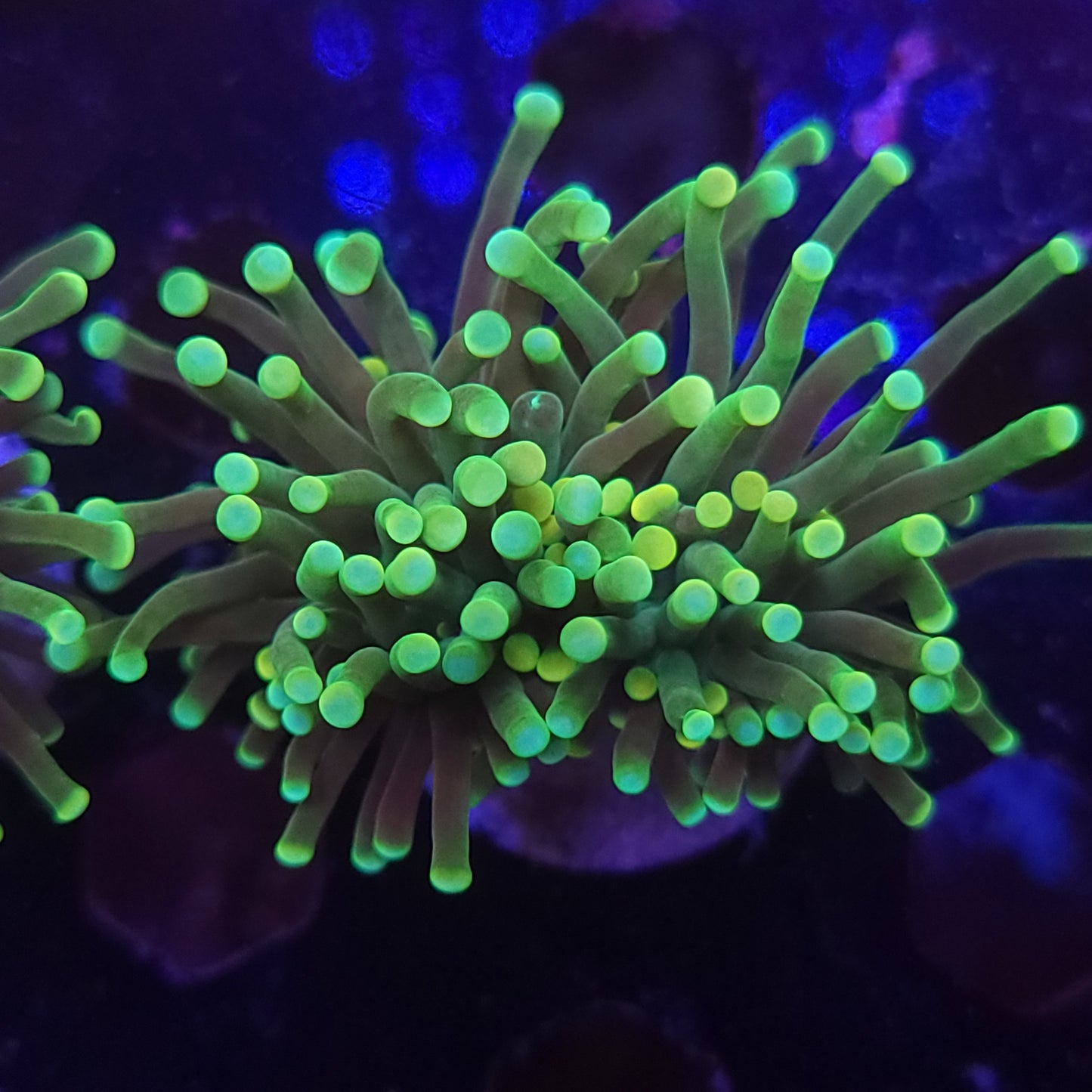 Yellow Tip Torch (Video in pics)