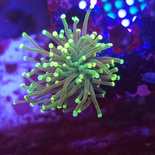 Yellow Tip Torch (Video in pics)