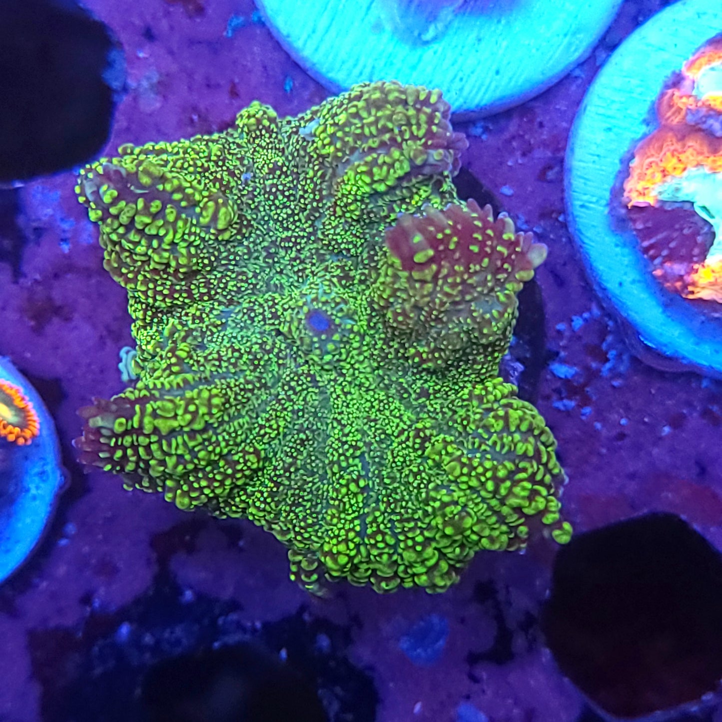 Green Galaxy Rhodactis