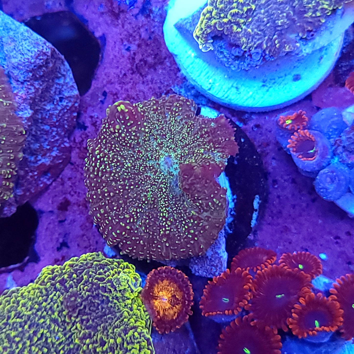 Green Galaxy Rhodactis