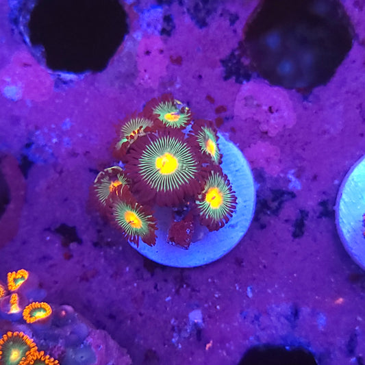 Gorilla Nipple Zoas