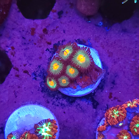Gorilla Nipple Zoa