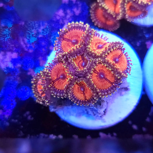 Armor of God Zoas