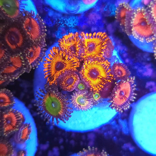Crazy Zoa Combo