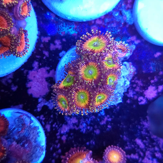 Rainbow Troll Zoas