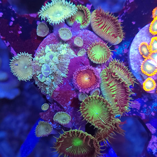 Circus Bounce Mushroom Paly Combo