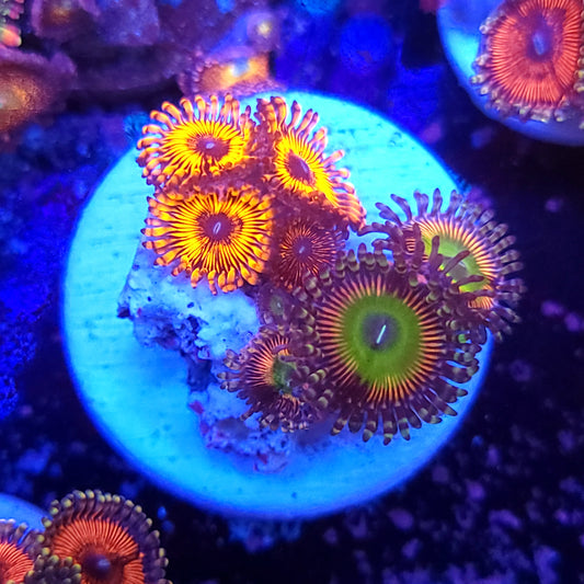 Rainbow Troll Zoa Combp