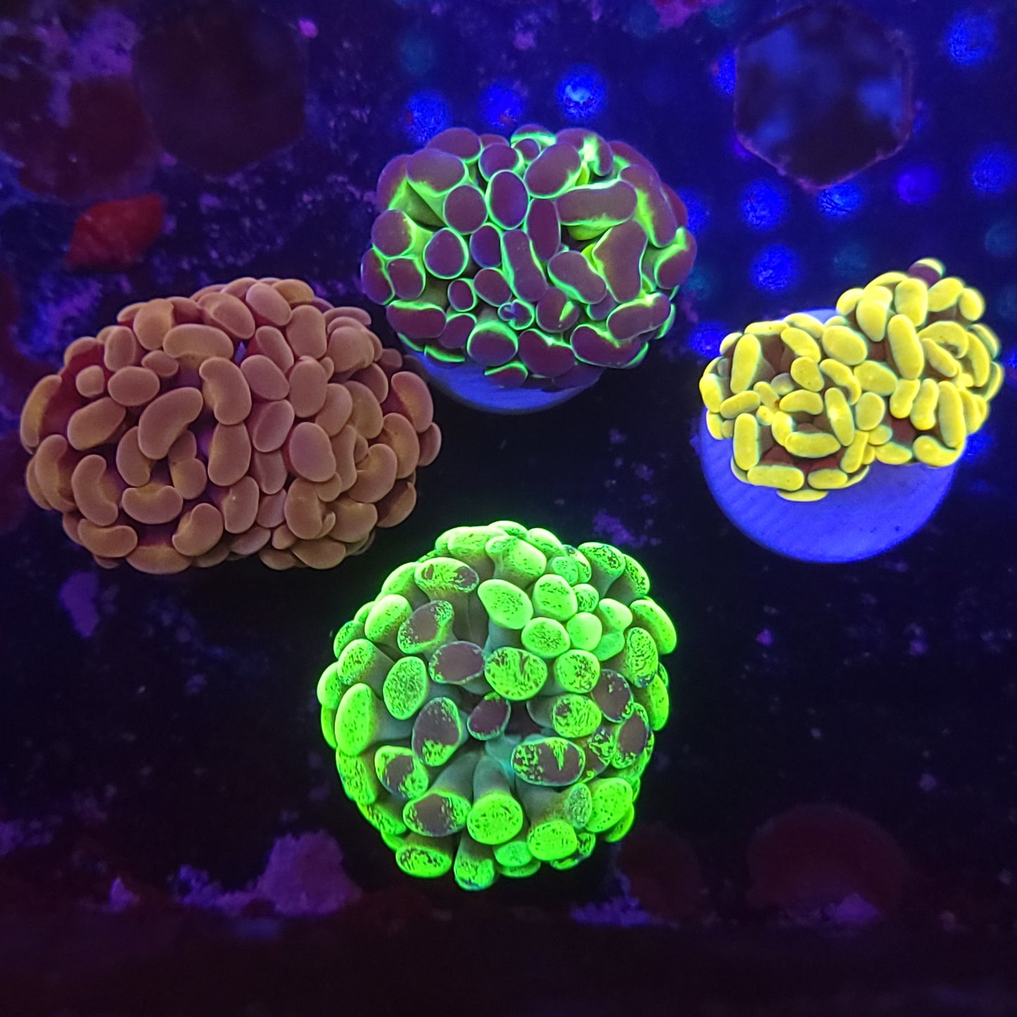 Aquacultured Hammer 4-Pack Special