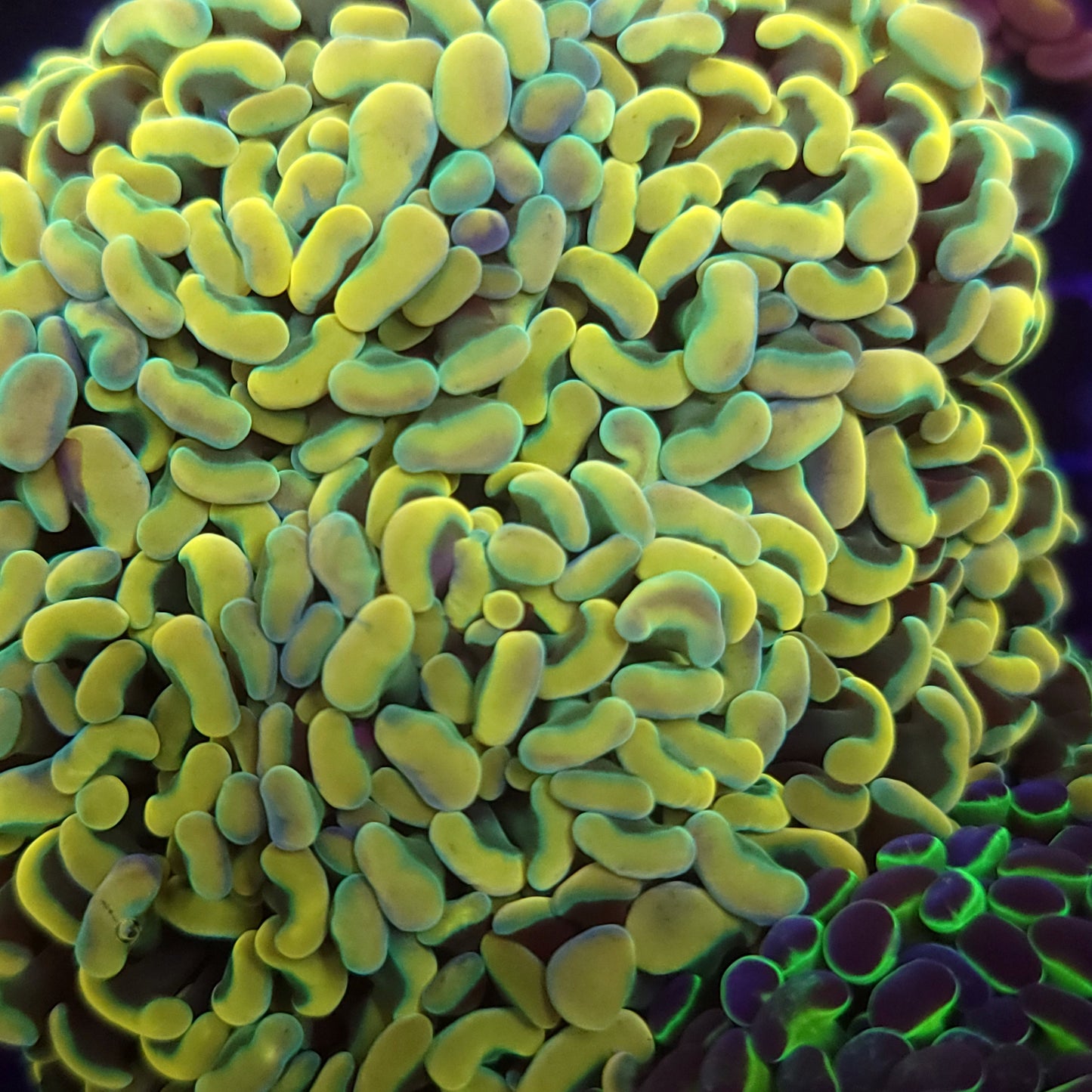 Aquacultured Hammer 4-Pack Special