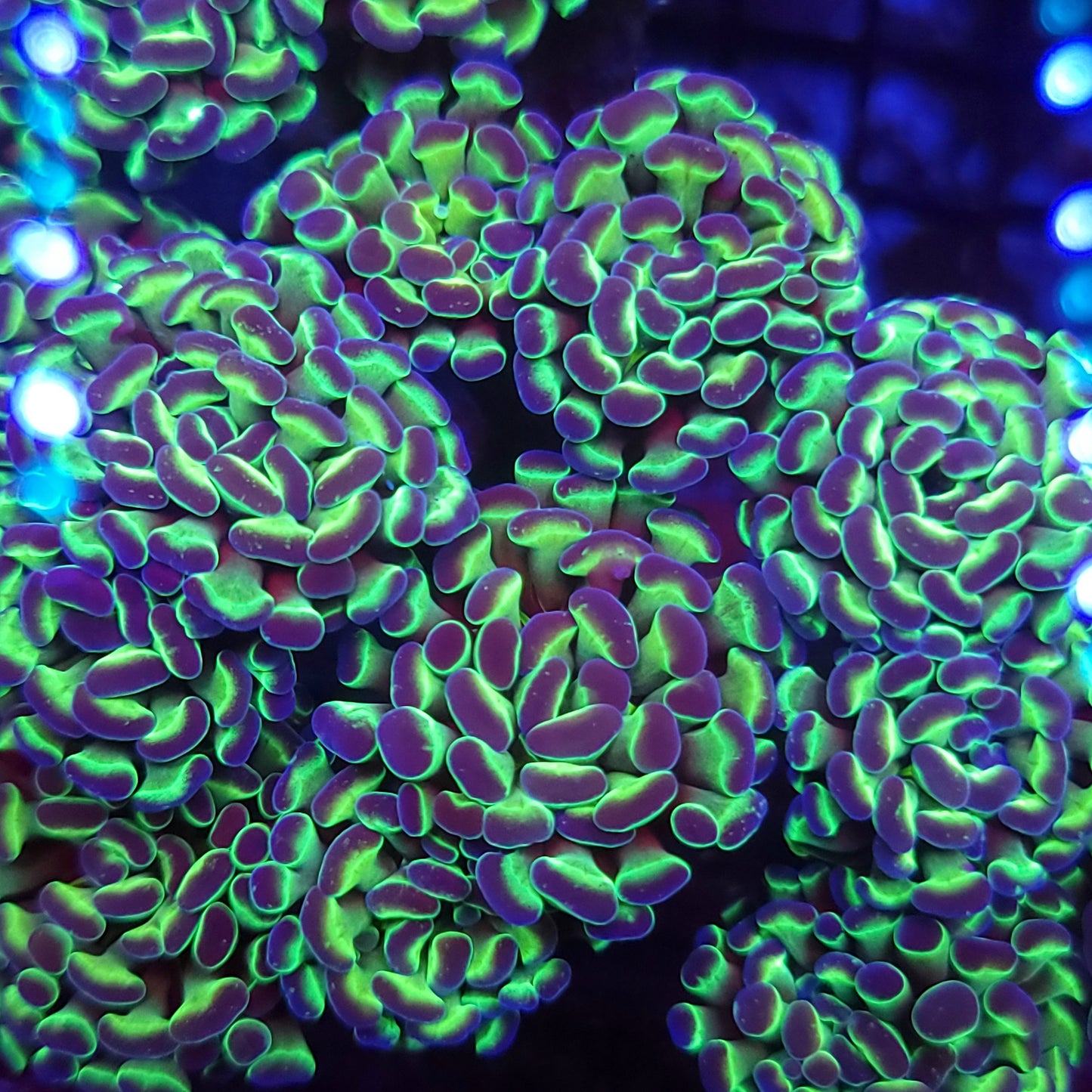 Aquacultured Hammer 4-Pack Special