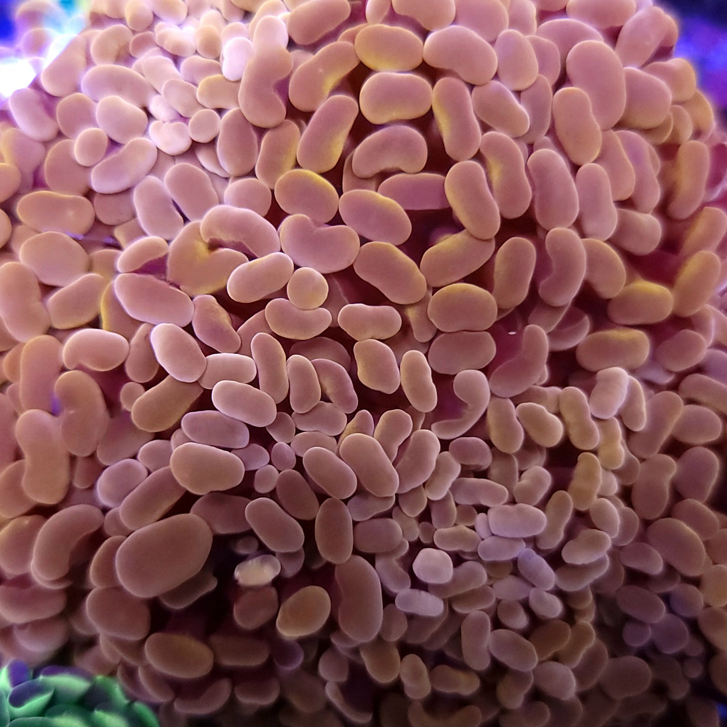 Aquacultured Hammer 4-Pack Special