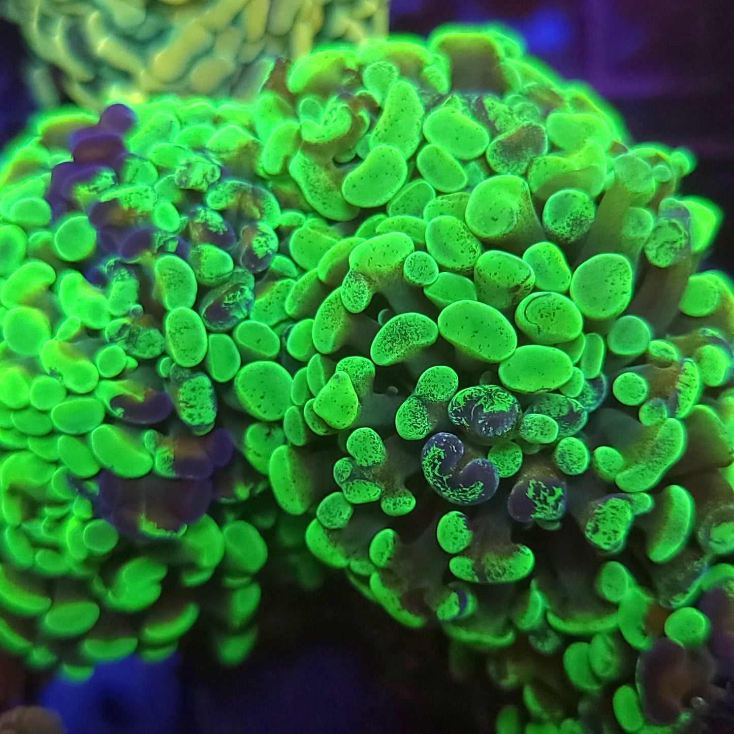 Aquacultured Hammer 4-Pack Special