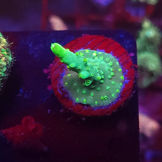 Toxic Smooth Skin Acro