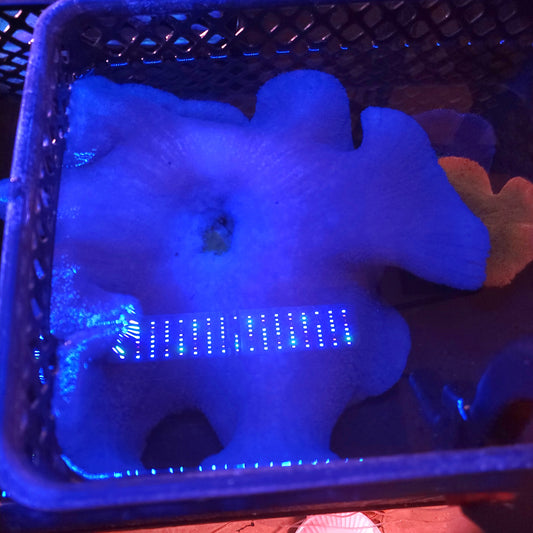 Insane Blue XXL Haddoni Carpet Anemone (15 Inch)