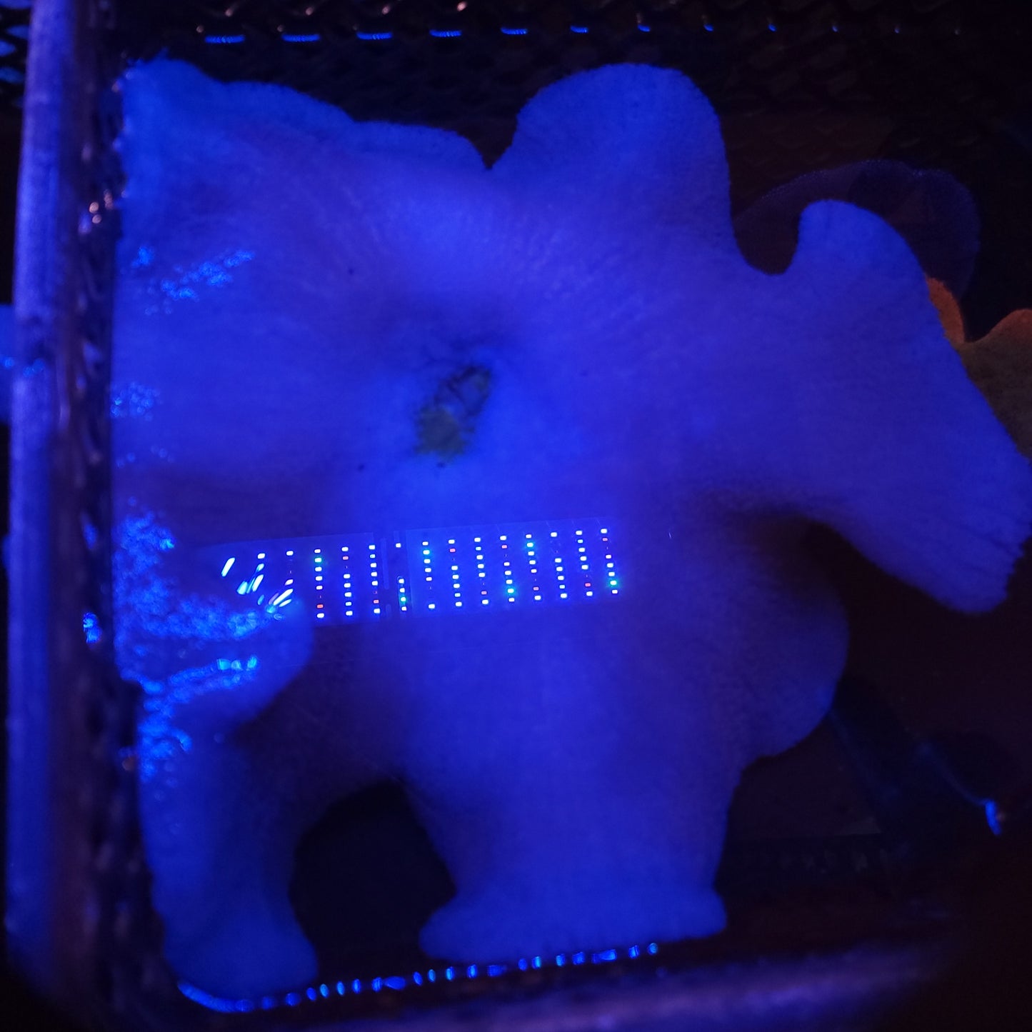 Insane Blue XXL Haddoni Carpet Anemone (15 Inch)