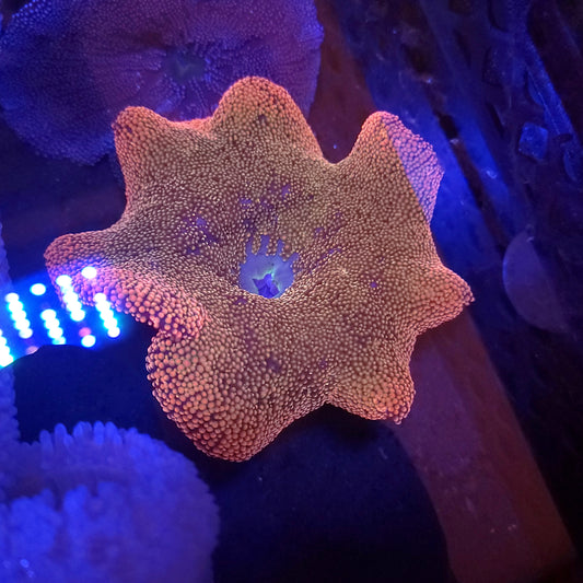 Rainbow Haddoni Carpet Anemone (5-6 Inch)