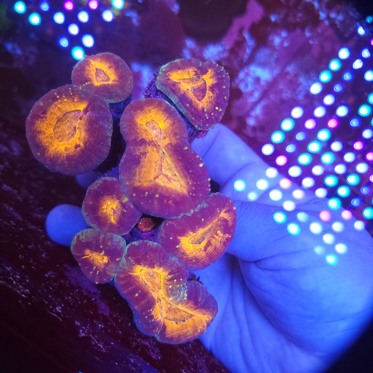 XL Lobo Colony (Pachysepta)