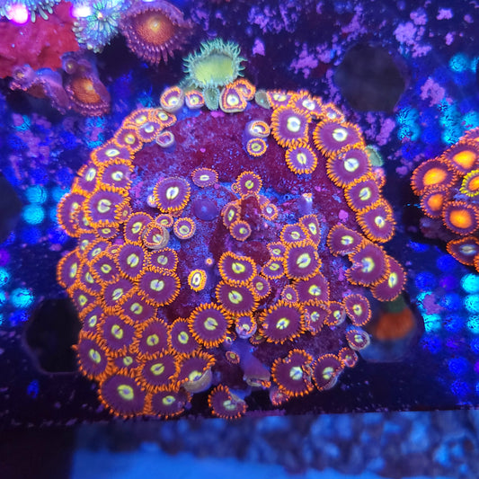 Fire and Ice Zoa Growout Disk