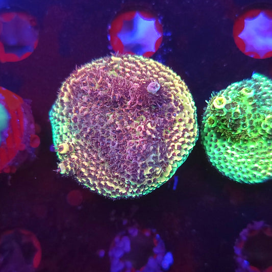 Fully Encrusted Rainbow Millie