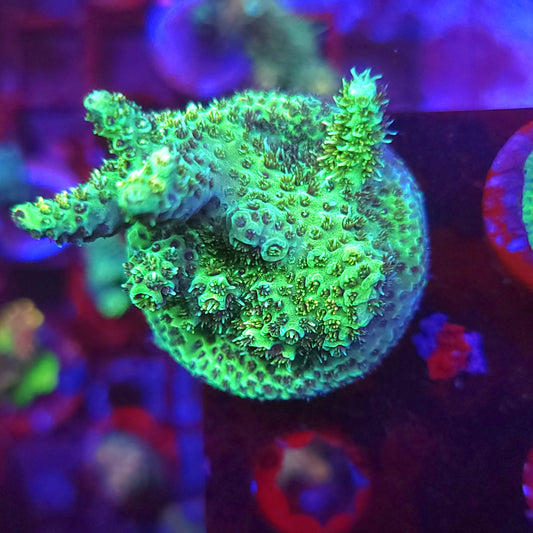 Green Large Millie Frag