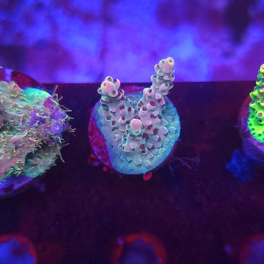 Strawberry Crema Acro