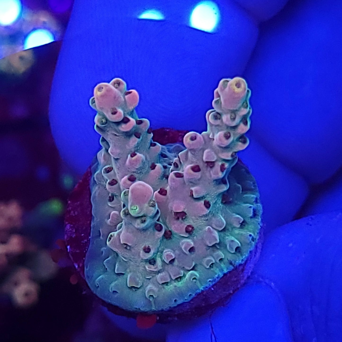 Strawberry Crema Acro