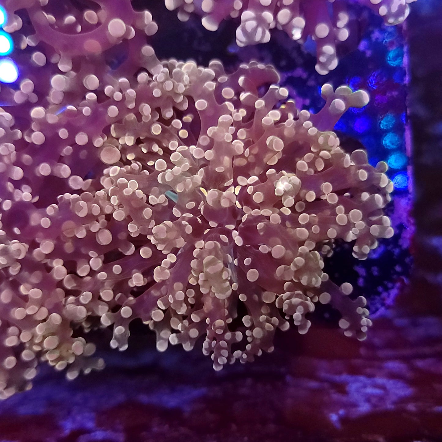 Pink and Purple Frogspawn