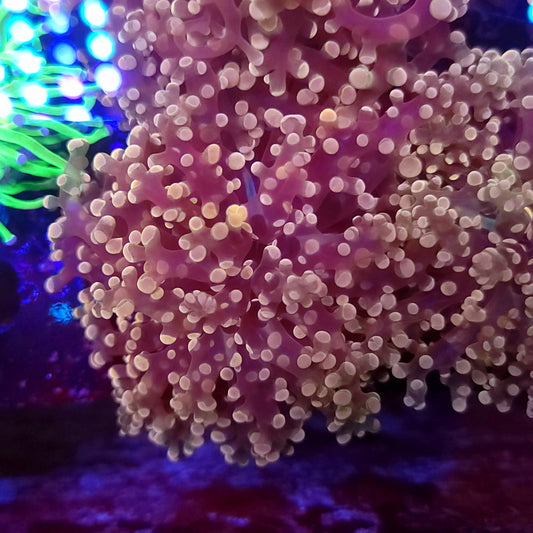 Pink and Purple Frogspawn