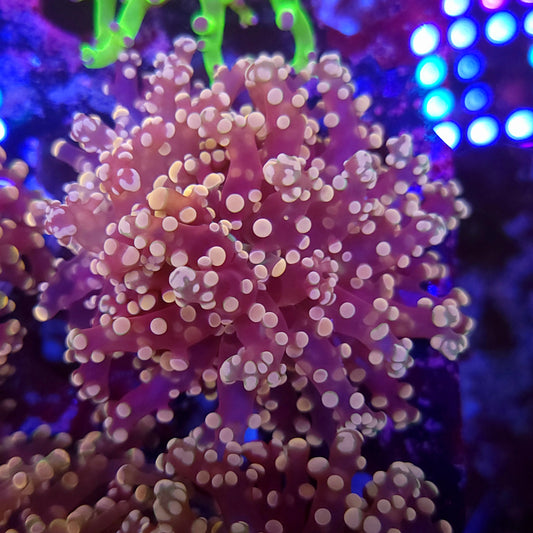 Pink and Purple Frogspawn