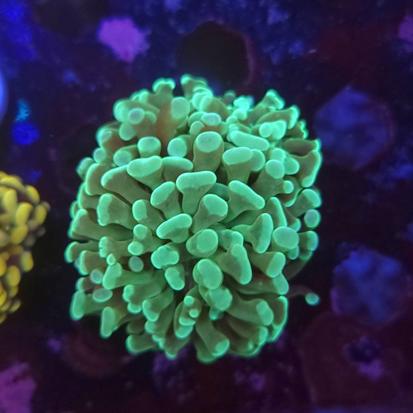 Teal Hammer Double (Video in pics)