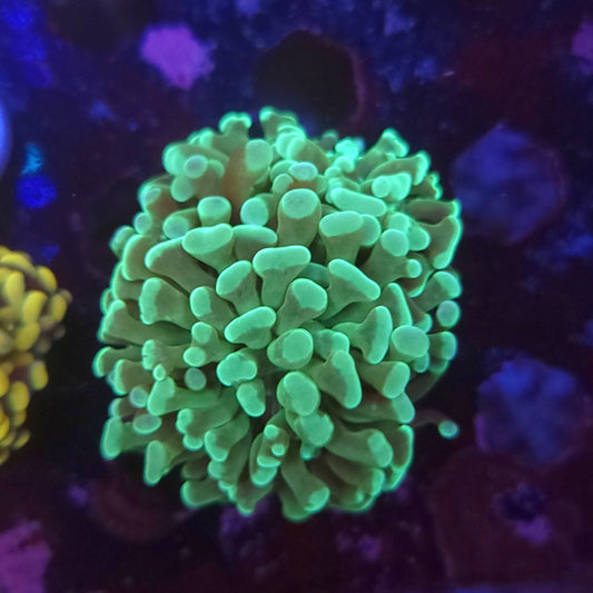 Teal Hammer Double (Video in pics)